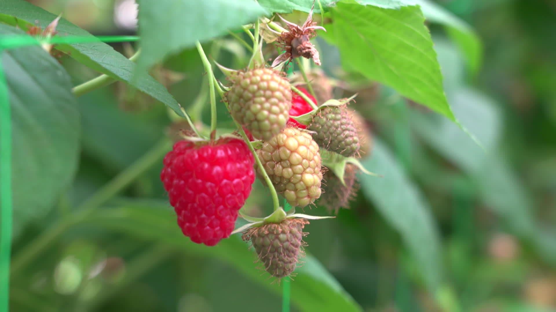 Framboises